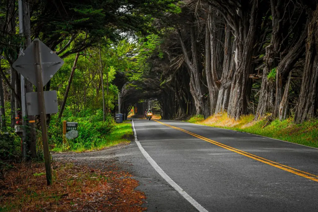 gray road between trees