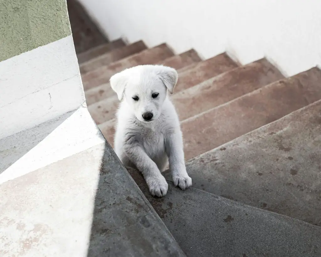 A white puppy sitting on the steps of a building