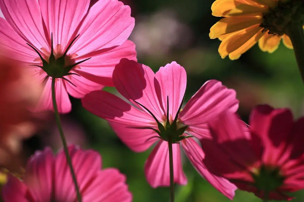 flowers, cosmos, bloom