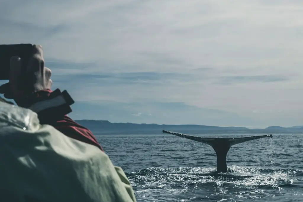 photo of black whale in ocean during daytime