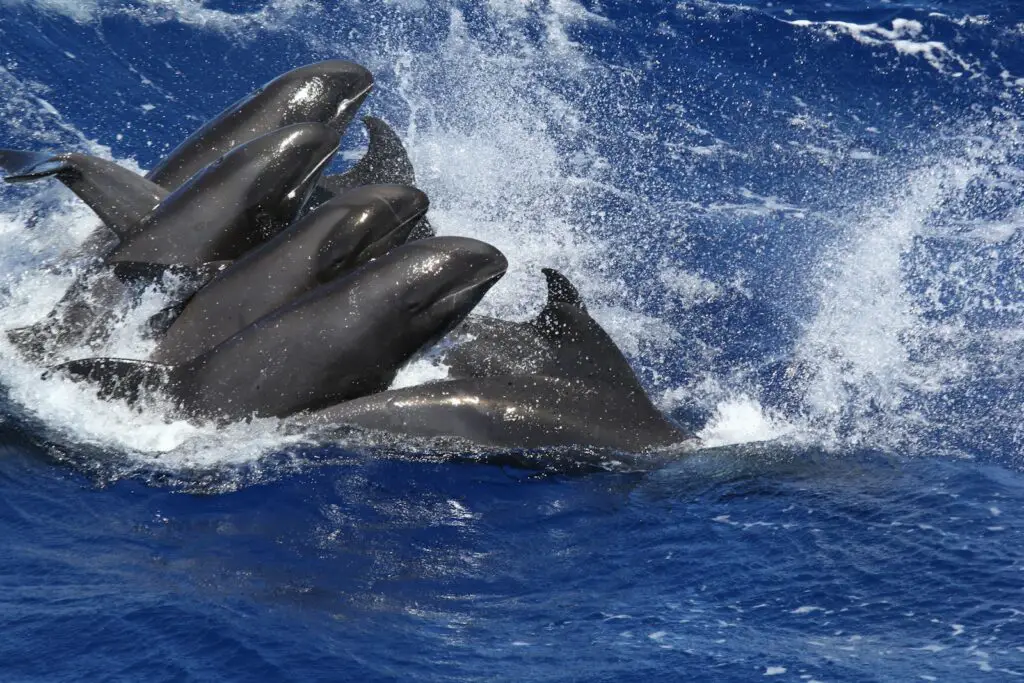 shallow focus photo of dolphins