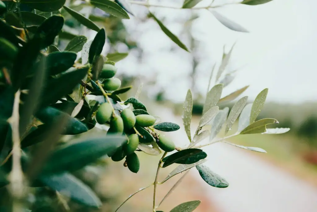 selective focus photography of green leafed plant