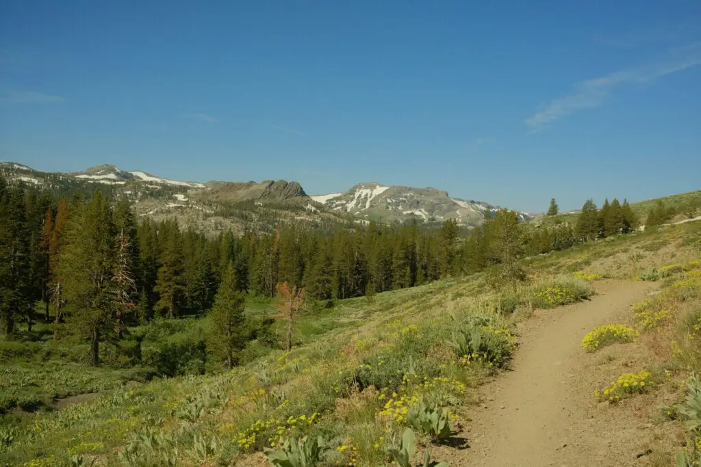 a dirt path in the middle of a forest with mountains in the background