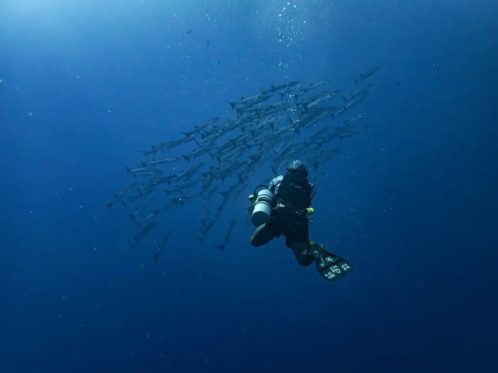 barracuda, fishes, diving