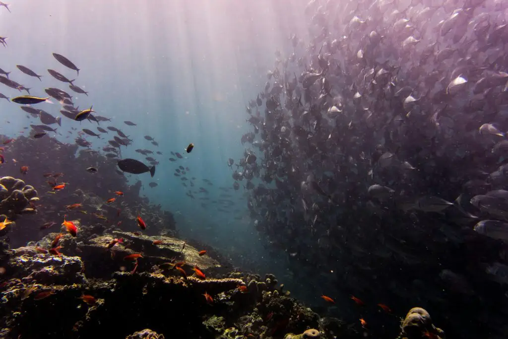 school of fish under water