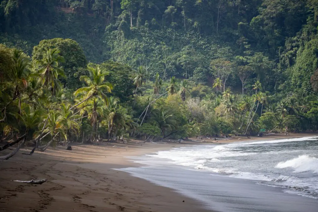 A view of a beach with trees in the background