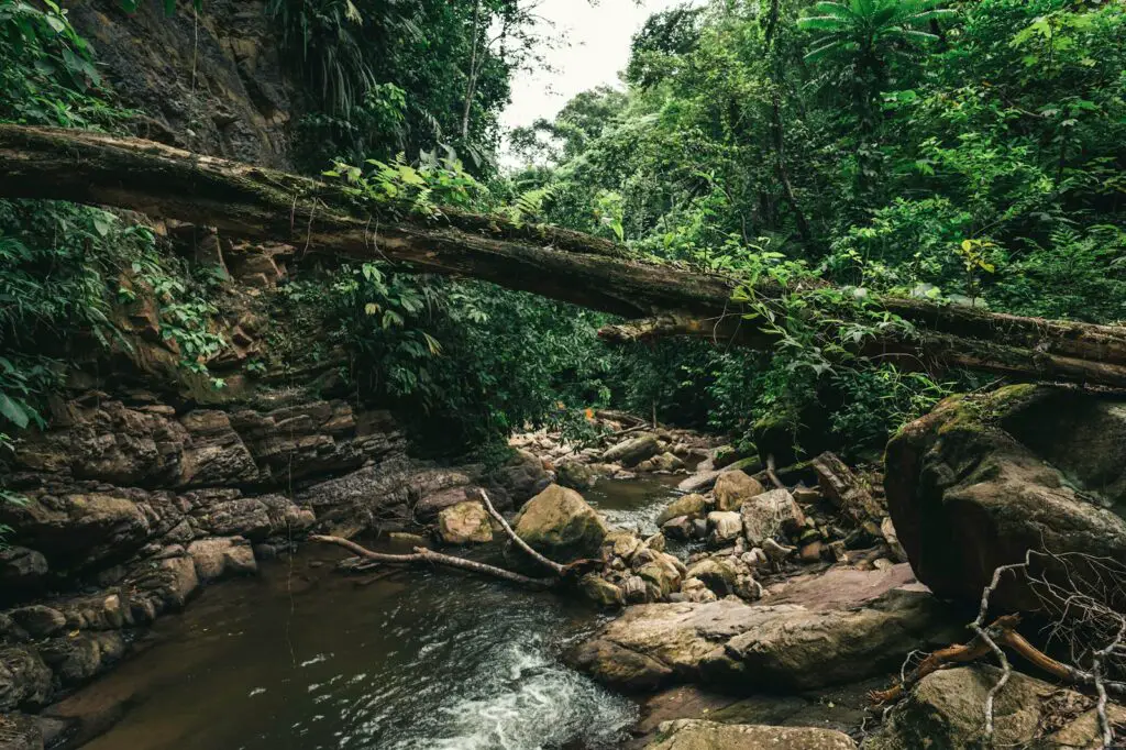 brown tree log on river